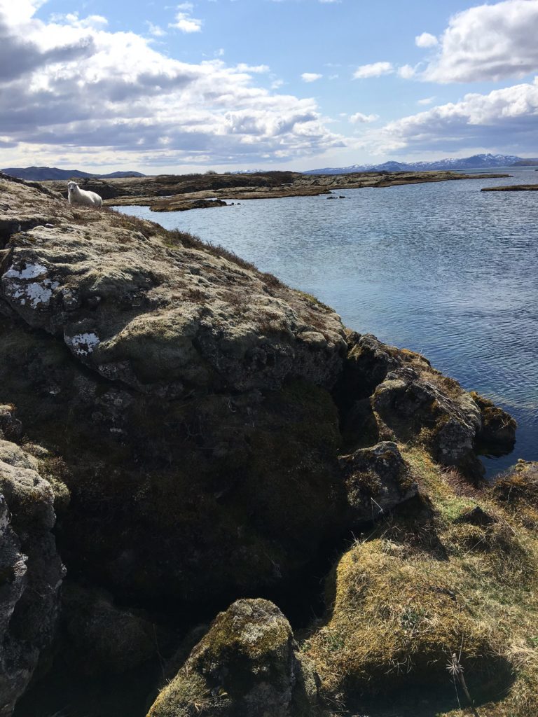 diving silfra iceland