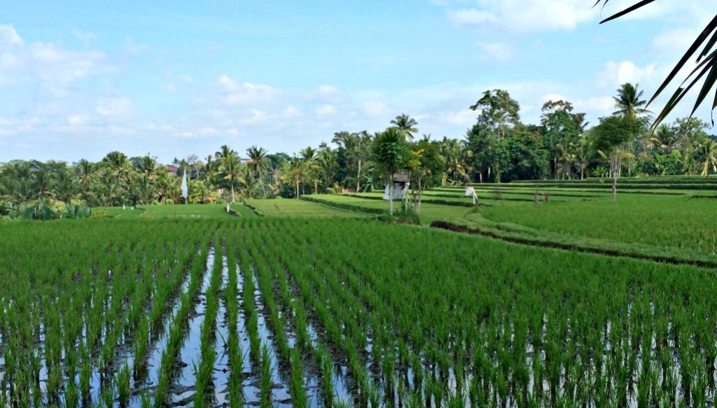 places in indonesia ubud