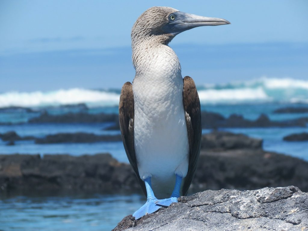 booby bird galapagos