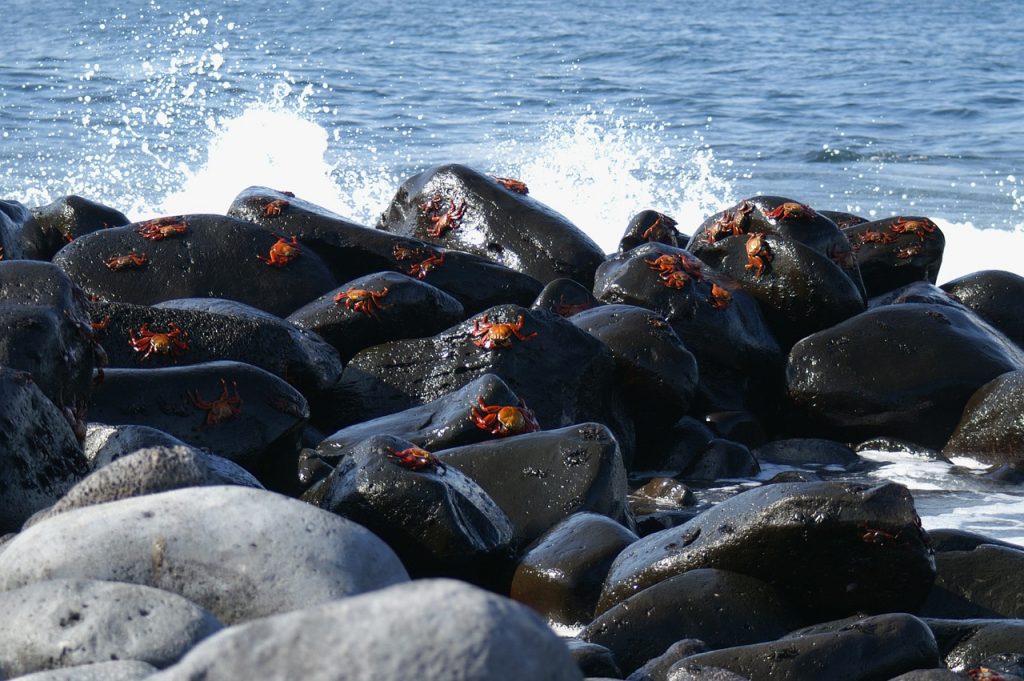 galapagos islands