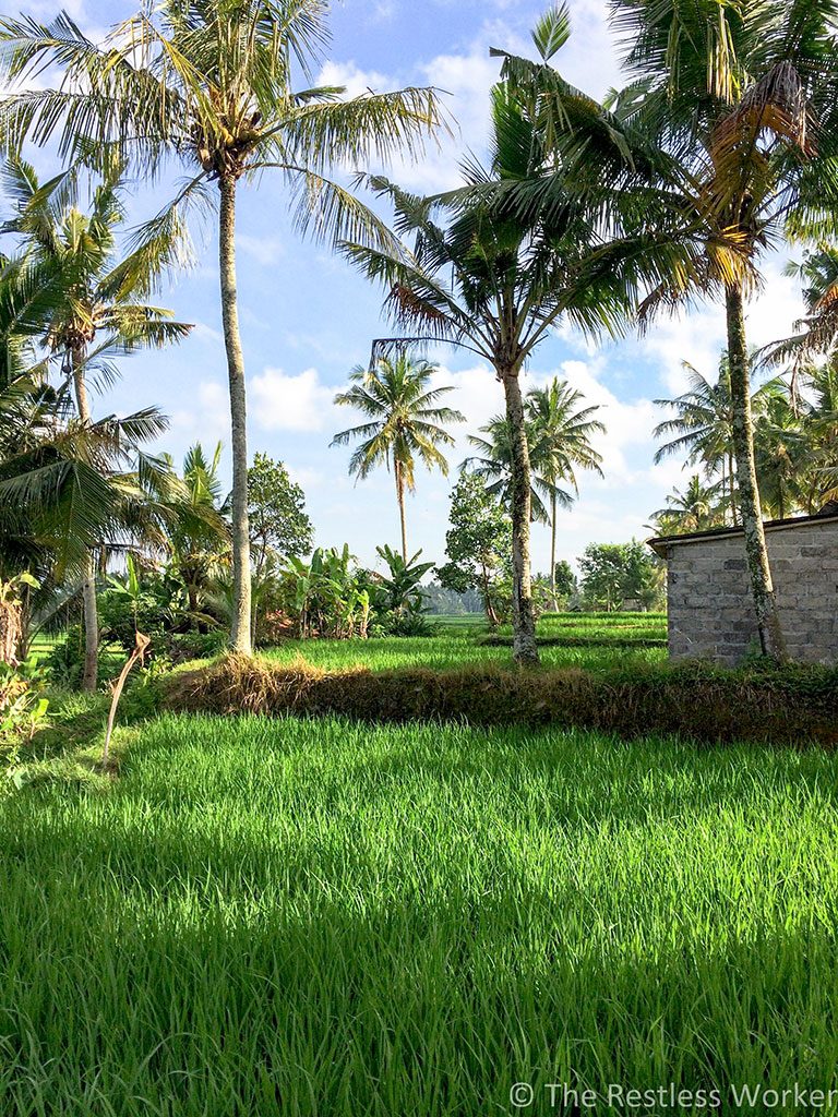 Rice fields bali indonesia top 6 destinations