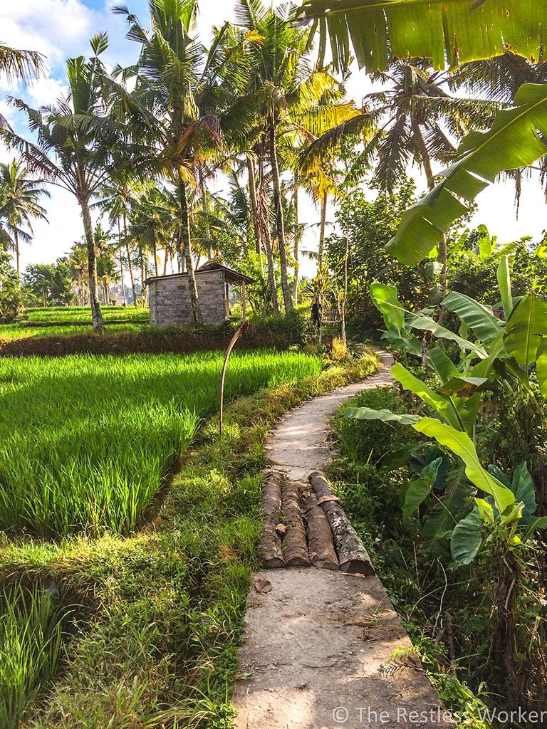 Rice fields bali indonesia top 6 destinations