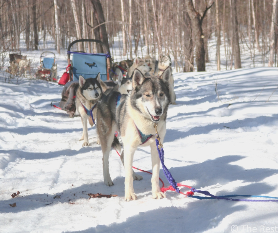 Dog sled experience Ontario