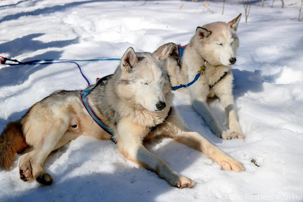 dog sledding experience in Ontario