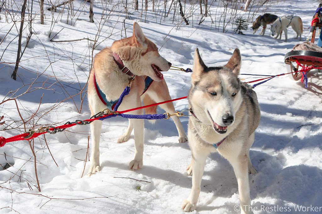 dog sledding experience in Ontario