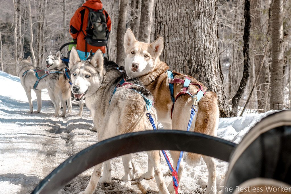 dog sledding experience in Ontario