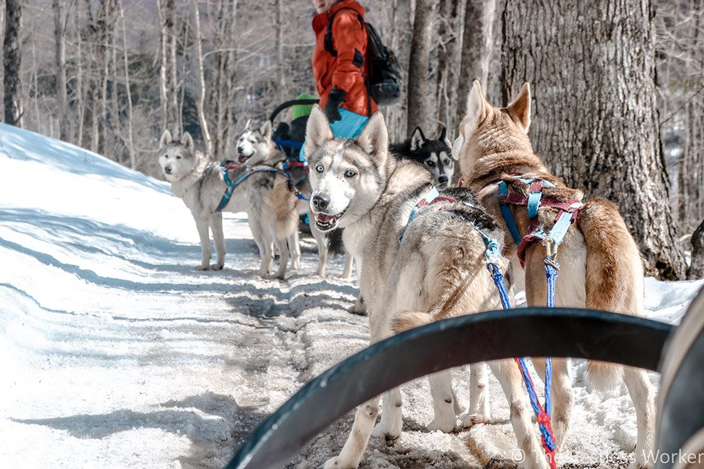 dog sledding experience in Ontario