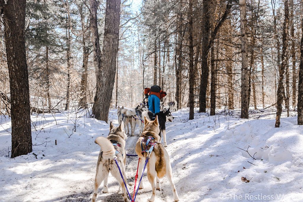 dog sledding experience in Ontario