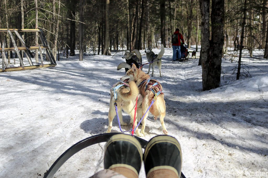 dog sledding experience in Ontario