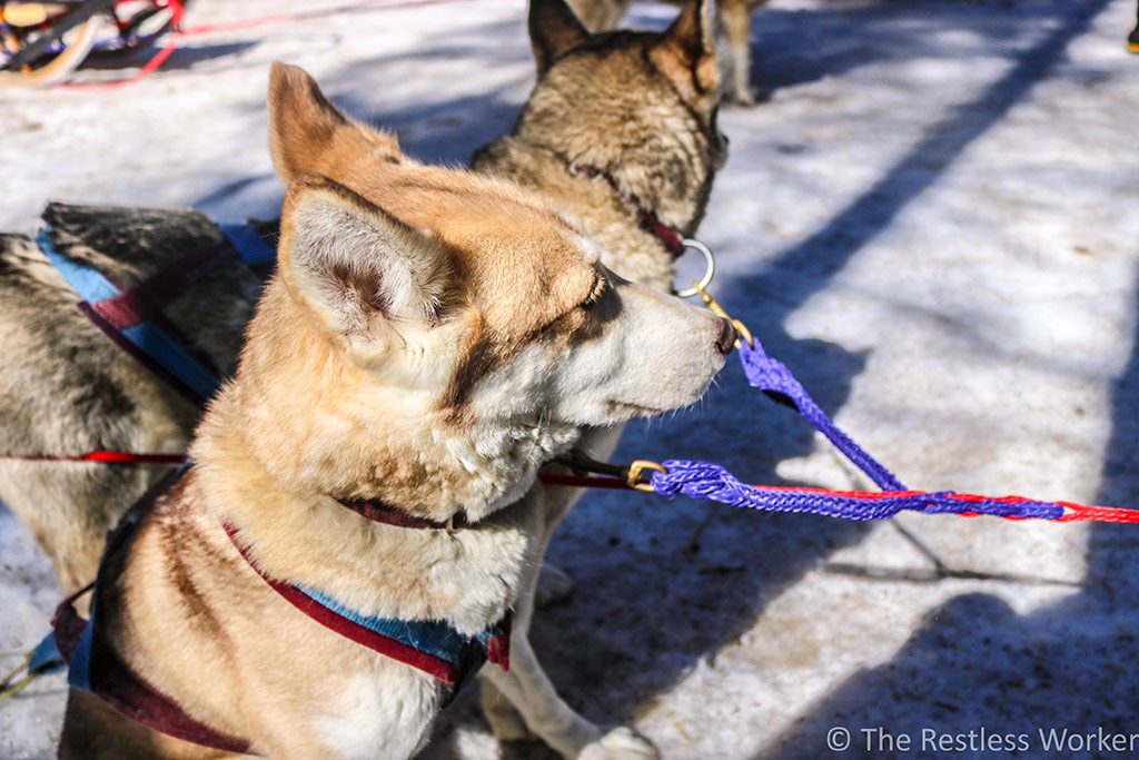 dog sledding experience in Ontario