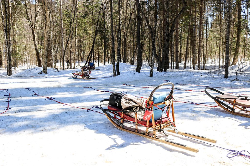 dog sledding experience in Ontario