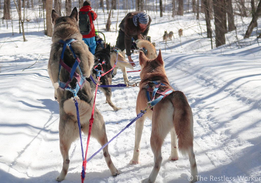 dog sledding experience in Ontario