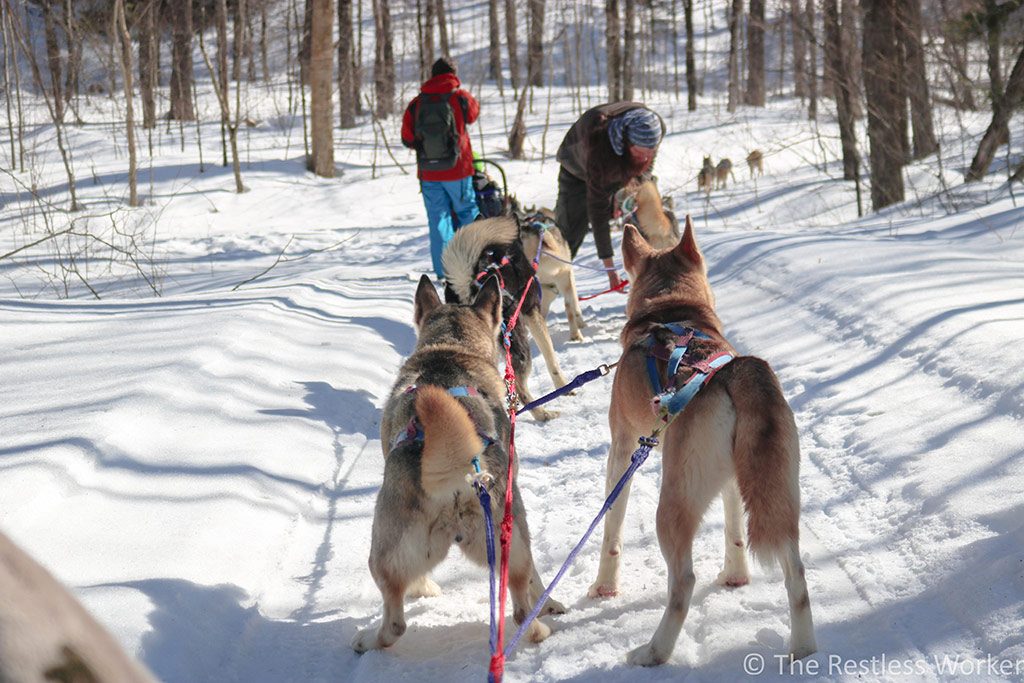 dog sledding experience in Ontario