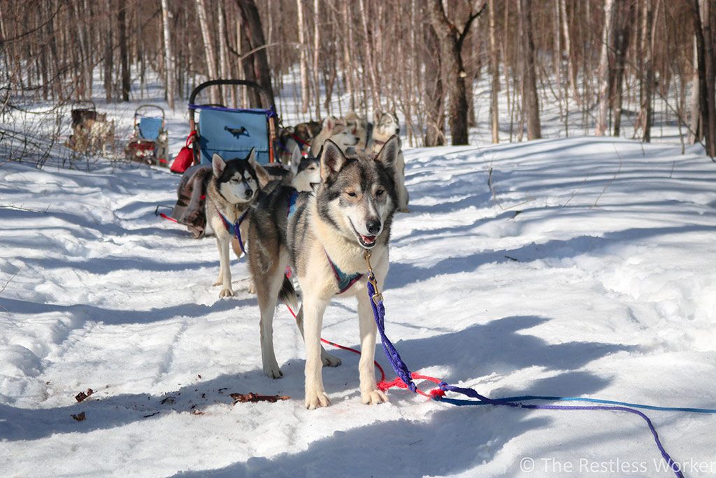 dog sledding experience in Ontario