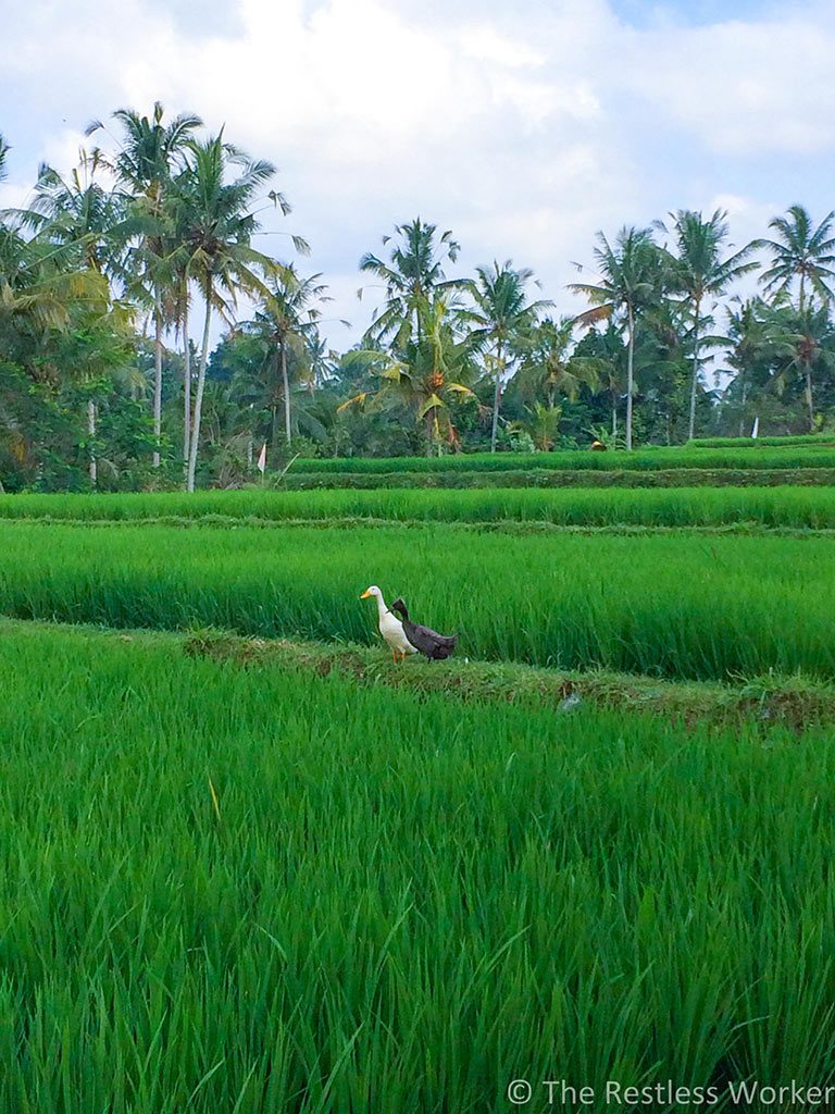 Spots to photograph in Bali