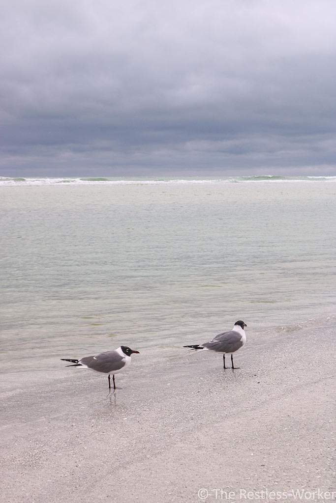 Two birds in the ocean