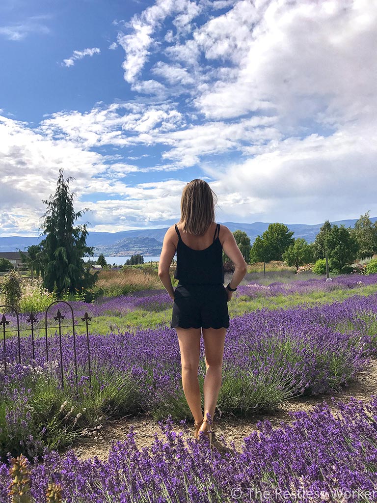 photos of kelowna lavender farm