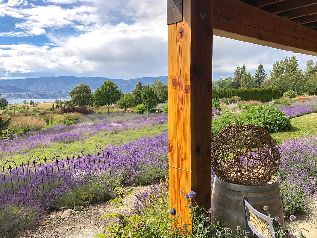 photos of kelowna lavender field