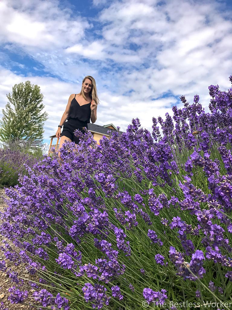 photos of kelowna lavender farm