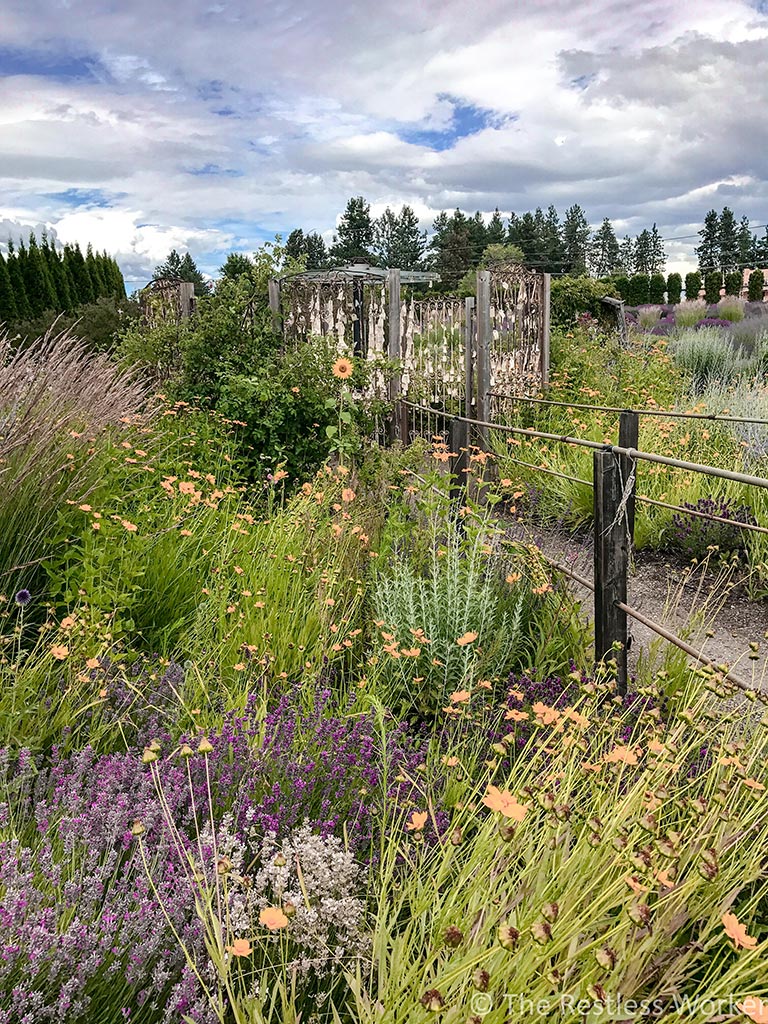 photos of kelowna lavender farm