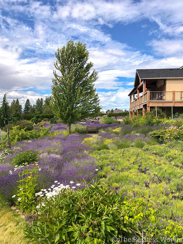 photos of kelowna lavender farm