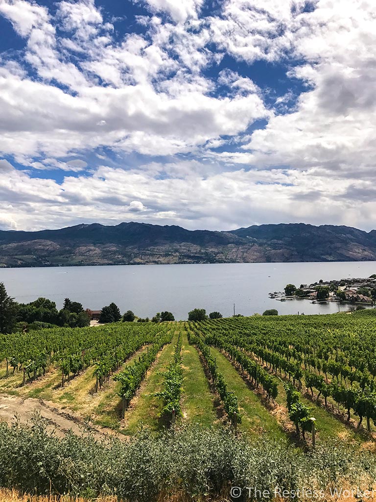 photos of kelowna vineyard