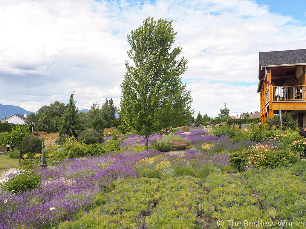 photos of kelowna lavender farm