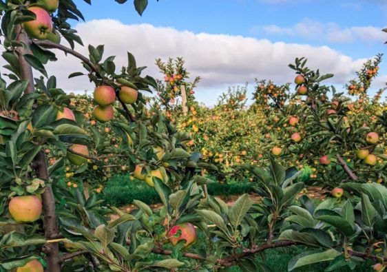 apple orchard for apple picking