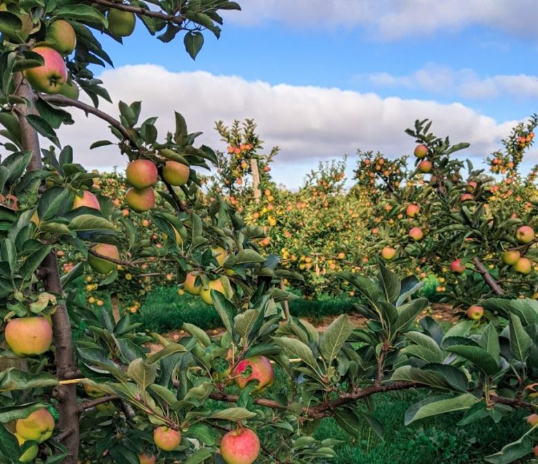 apple orchard for apple picking