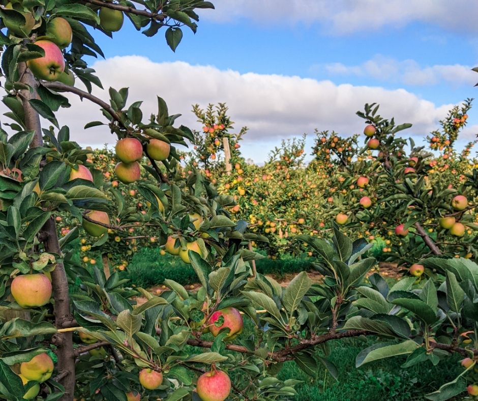 apple orchard for apple picking